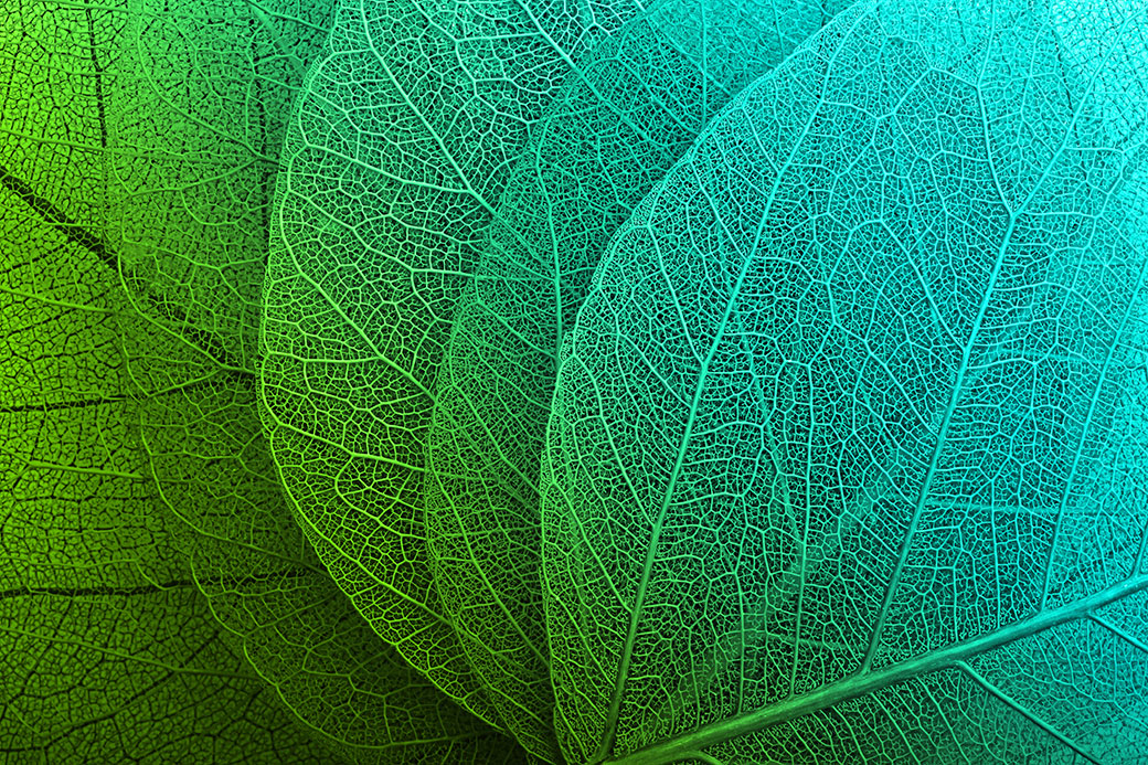 Leaves