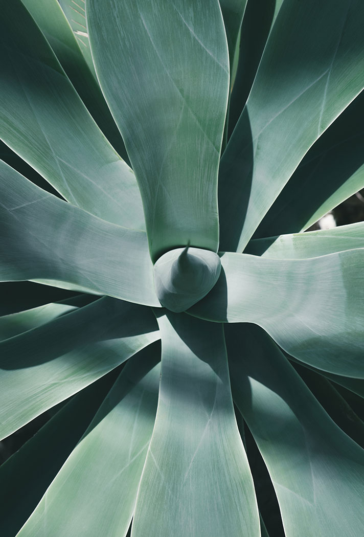 Leaves